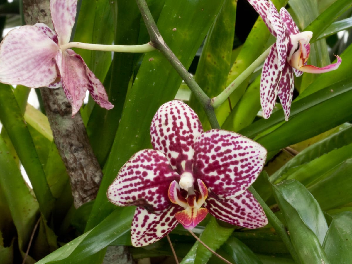 How To Grow Orchids Gardening Advice The Guardian