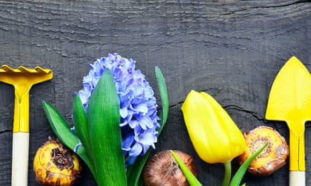 Blue hyacinth, yellow tulip, gardening tools and gladioli bulbs on a wooden background.
