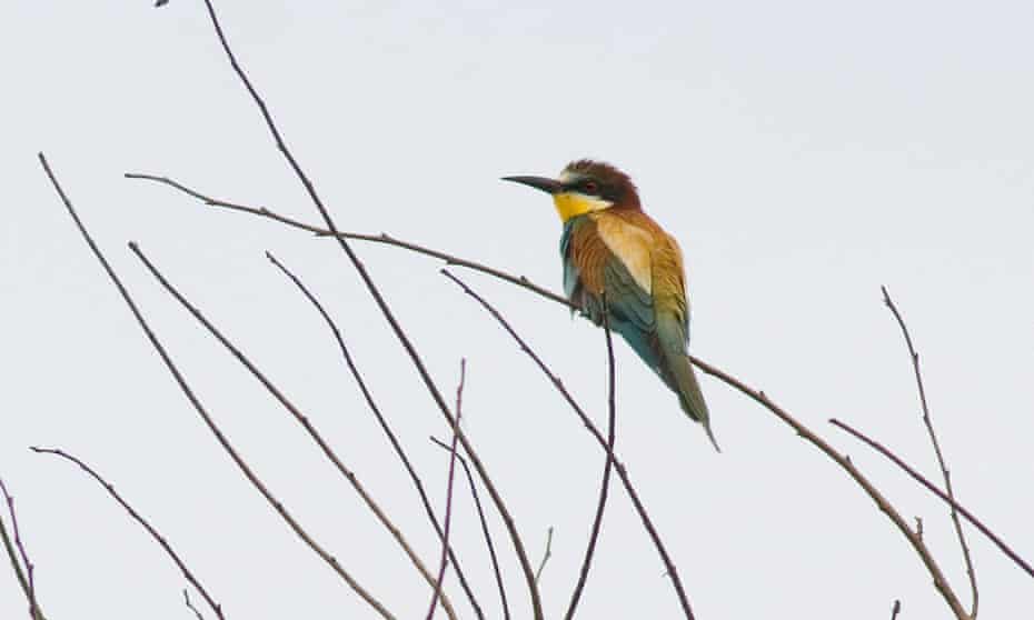 Seven bee-eaters have been found at a quarry in Nottinghamshire, raising hopes that they might breed