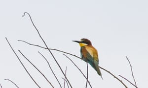A bee-eater at East Leake quarry in Nottinghamshire
