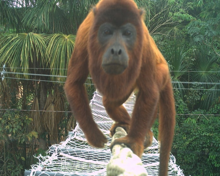 Animals crossing: the simple solution to stop roadkill in the Amazon