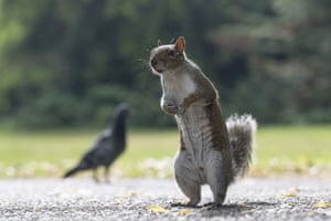 A squirrel stands on its hind legs with a pigeon in the background