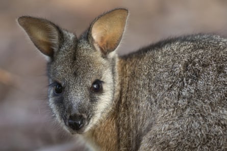 Close up of small wallaby