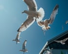 The seagulls have landed: why gulls are encroaching on Britain’s towns