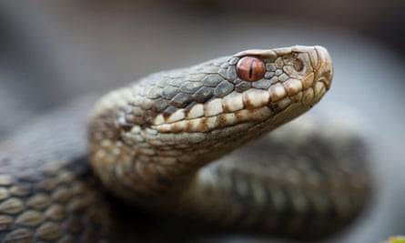 Adders are found at Canvey Wick nature reserve.