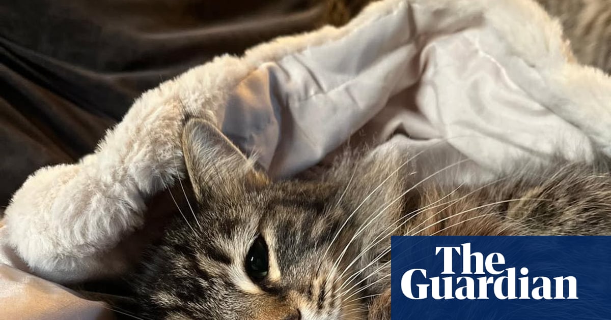 Sick cat taken by Amazon delivery driver is returned to Yorkshire family
