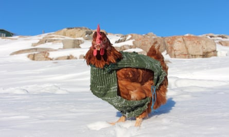 Best dressed chicken: Monique braves the Greenland cold in her jumper.