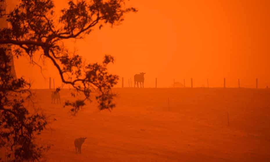 Cattle stand in a field under a red sky caused by bushfires in Greendale on the outskirts of Bega, in New South Wales