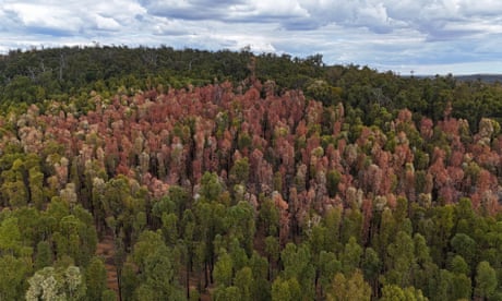 The tops of brown trees surrounded by green ones
