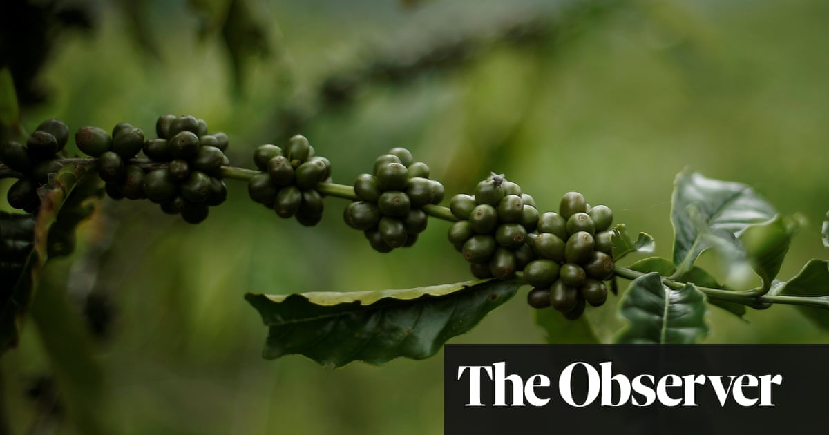 Gardens So You Think Coffee Grounds Are Good For Plants Life