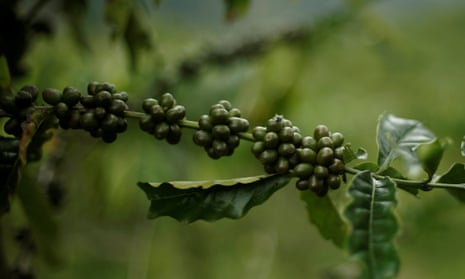 Bean and gone and done it: the caffeine in coffee plants reduces the growth in other plants.