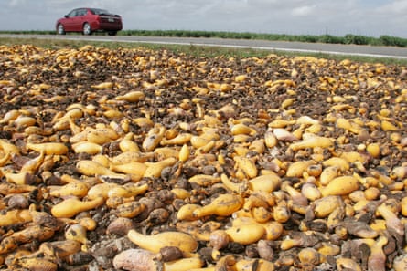 Squash left to rot in a field in Florida