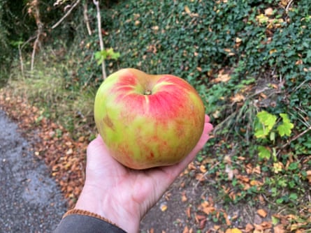 An enormous cooking apple.