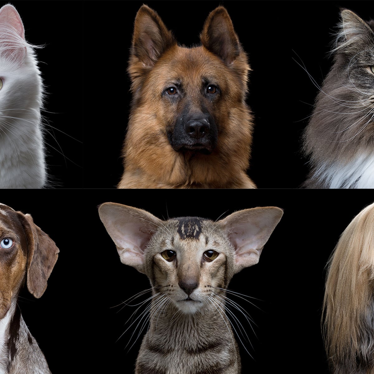 Cats vs dogs: in terms of evolution, are we barking up the wrong ...