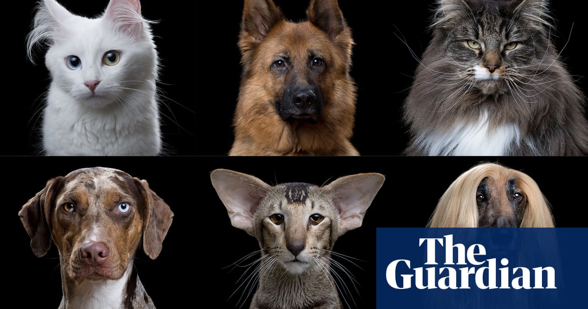 Cats vs dogs: in terms of evolution, are we barking up the wrong tree