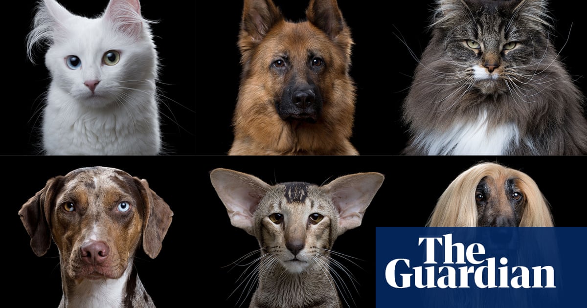 Cats vs dogs: in terms of evolution, are we barking up the wrong tree? |  Science | The Guardian