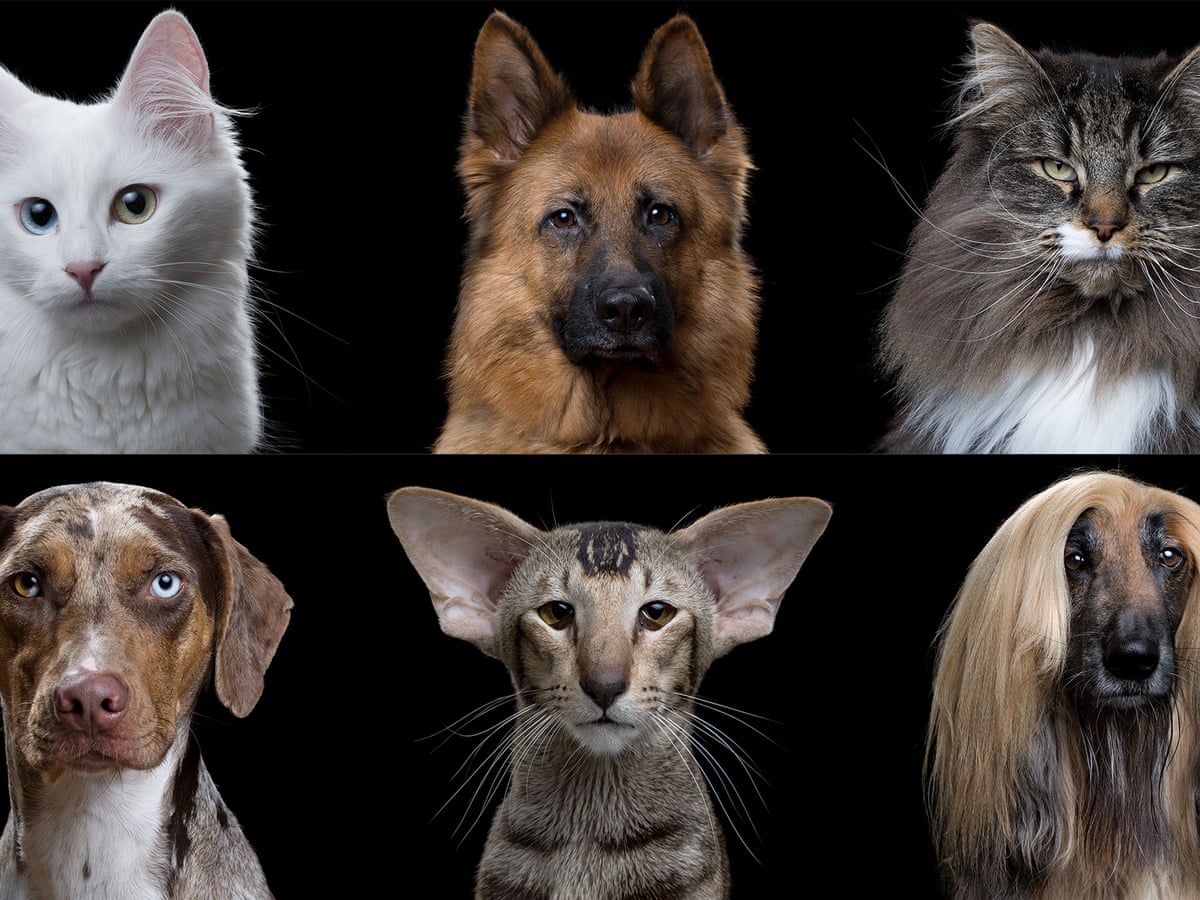 Cats vs dogs: in terms of evolution, are we barking up the wrong tree?, Science