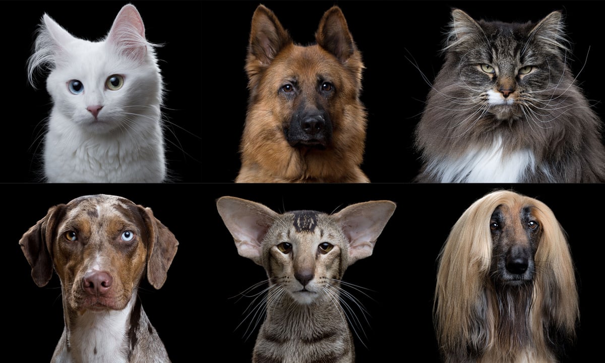 Cats Vs Dogs In Terms Of Evolution Are We Barking Up The Wrong