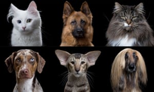 Cats Vs Dogs In Terms Of Evolution Are We Barking Up The Wrong Tree Elsa Panciroli Science The Guardian