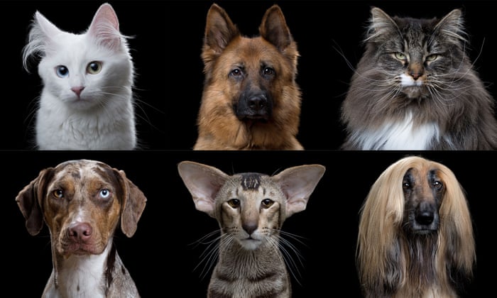 One-Liner Wednesday – Comparing Dogs to Cats