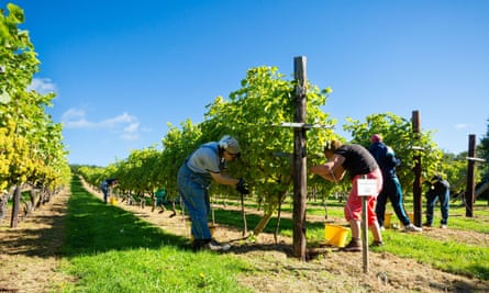 Vignes à Biddenden.