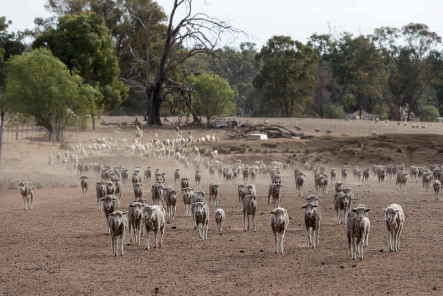 Sheep are fed on a mixture of Cotton Seed and expired baby food on the the Jerry family farm, Maryborough, 40km outside Coonabarabran.