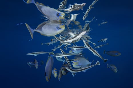 School of Remora (Echeneis naucrates) and Bignose Unicornfish (Naso vlamingii) under surface of the water.