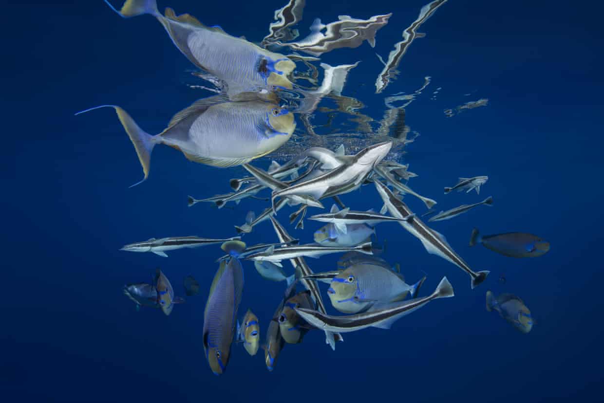 Leaders meet to pass a UN treaty to protect oceans