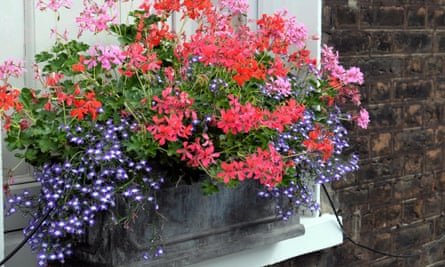 A window box full of flowers