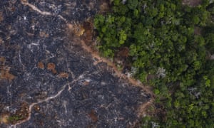 A burned area of the Amazon rainforest