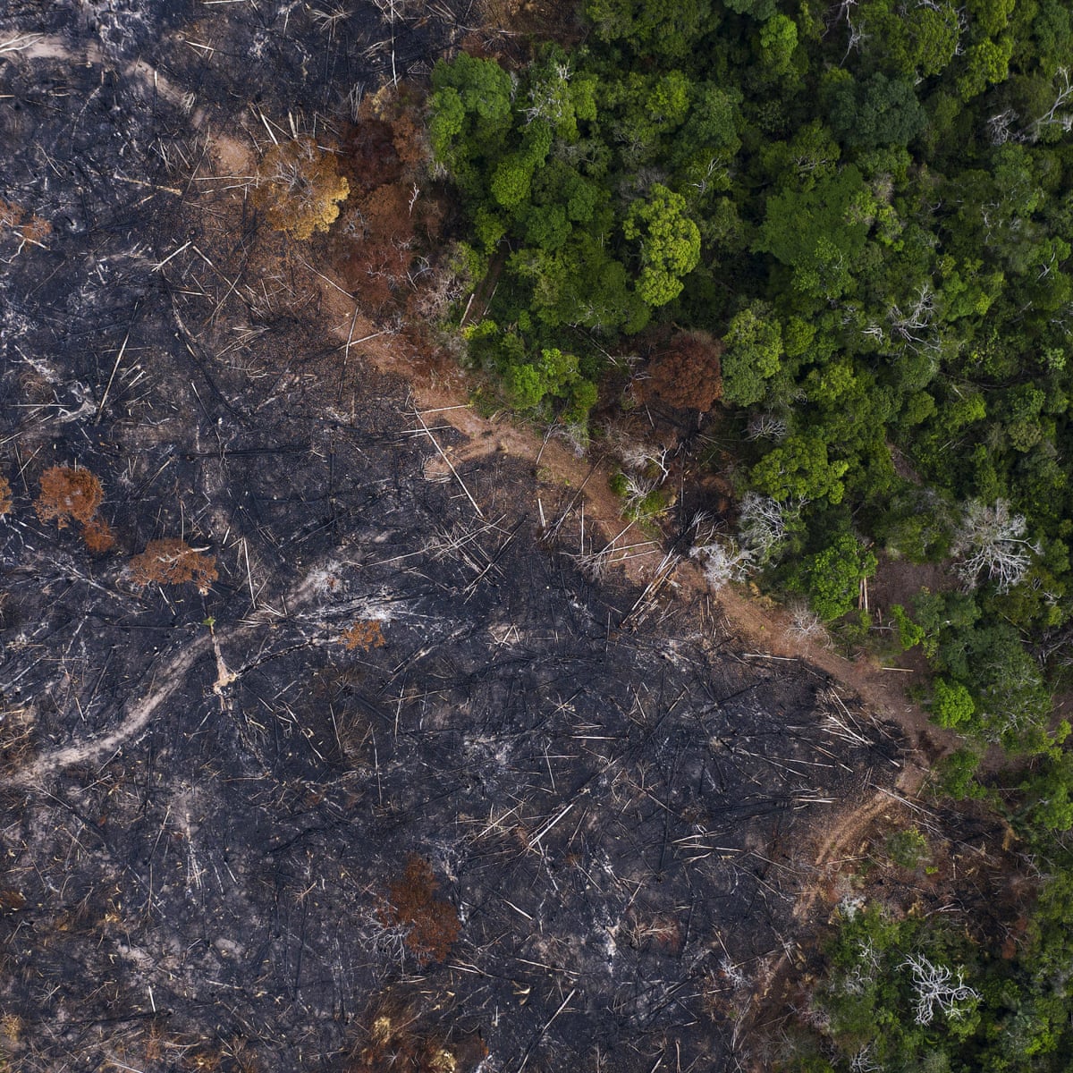 Brazil Using Coronavirus To Cover Up Assaults On Amazon Warn Activists Brazil The Guardian Brazil Using Coronavirus To Cover Up Assaults On Amazon Warn Activists Brazil The Guardian
