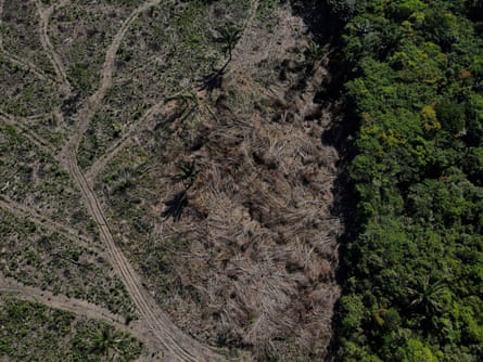A deforested plot of the Amazon rainforest in Manaus, Amazonas State, Brazil