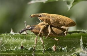 Two long snout weevil beetles mating covered with yellow pollen powder, in Waghausel, Germany.