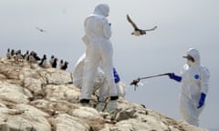 National Trust rangers clear dead birds from Staple Island