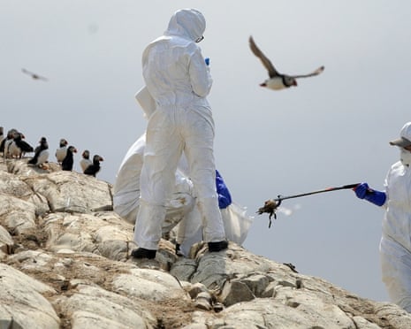 National Trust rangers clear dead birds from Staple Island