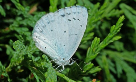 The warming climate seems a likely reason for the return of the holly blue.