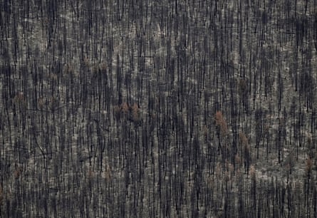 Trees burned by the Bush Creek East wildfire stand in Squilax, British Columbia, on 11 September.