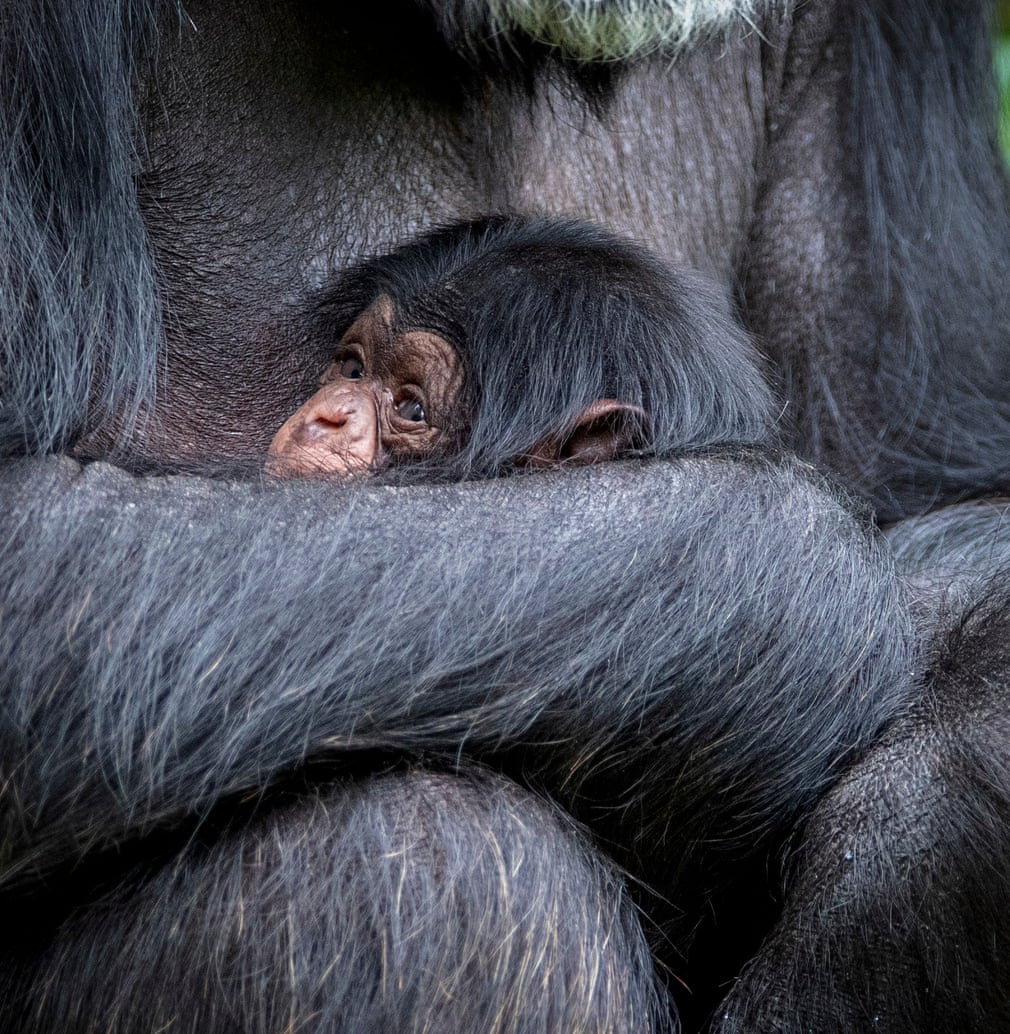 Guardian photos of the day. - Page 22 1583