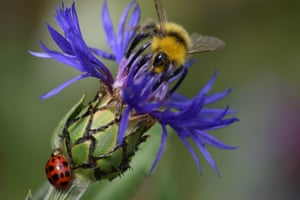 A bumble bee and ladybird on a cornflower on a sunny day in Belper, UK