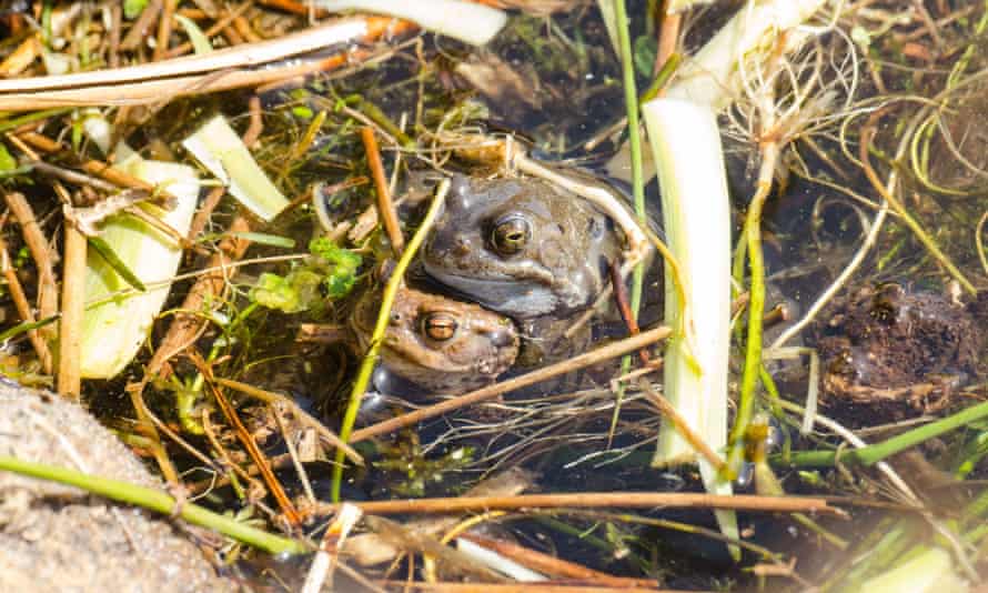 Mistaken identity: a male frog attempting to mate with a male toad.