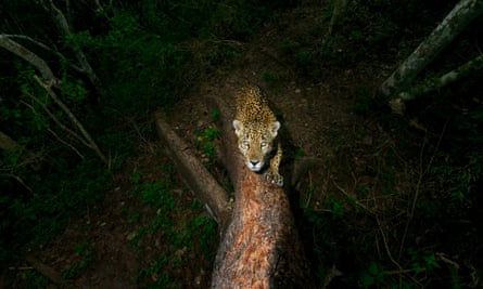 A male jaguar sharpens his claws and scratches his signature into a tree on the edge of his mountain territory in the Sierra de Vallejo in Mexico’s western state of Nayarit. The boundary-post has been chosen with care – the tree has soft bark, allowing for deep scratch marks that are a clear warning, backed by pungent scent, not to trespass.
