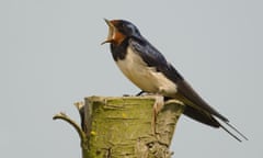 A swallow sitting on a tree stump