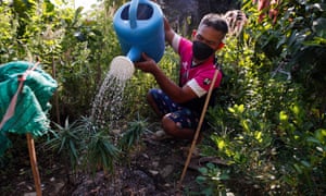 Un aldeano tailandés rocía agua sobre plantas de cannabis cultivadas para uso personal, en un jardín en la provincia de Nakhon Pathom.