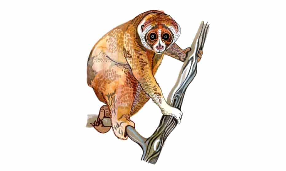 How Dangerous Is A Slow Loris Bite And What Is The World s Longest how-dangerous-is-a-slow-loris-bite-and-what-is-the-world-s-longest