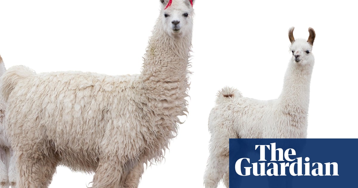 Did you hear the one about the llamas on the run? I'll never tire of silly  news | Life and style | The Guardian