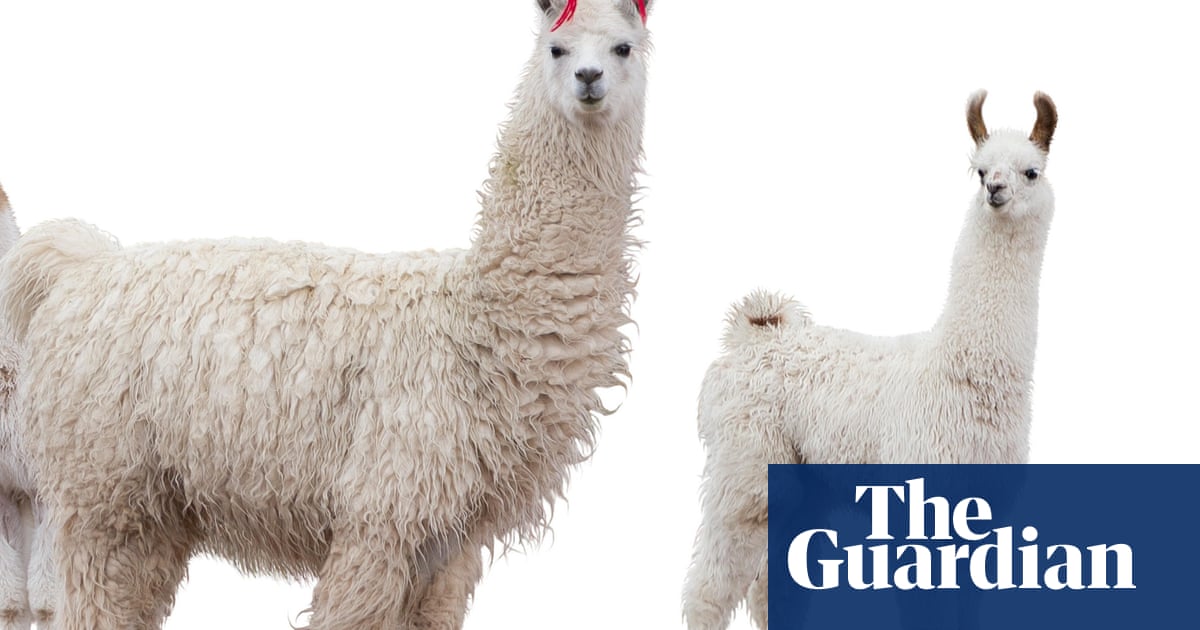 Did you hear the one about the llamas on the run? I'll never tire of silly news | Life and style | The Guardian Did you hear the one about the llamas on the run? I'll never tire of silly news | Life and style | The Guardian