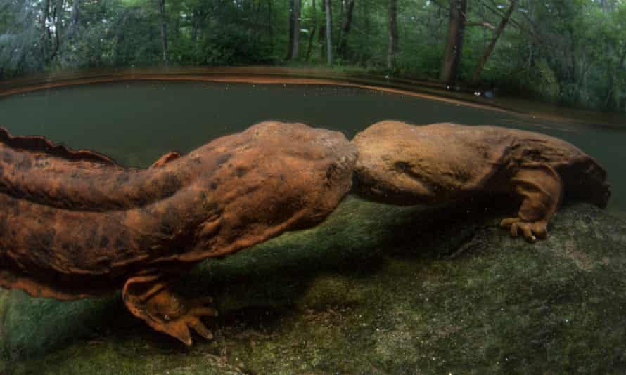 A pair of male snot otters or hellbenders in a river in the Pisgah National Forest, North Carolina