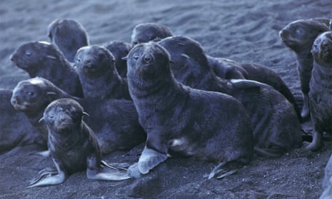 Northern fur seal pups on Bogoslof Island, Alaska
