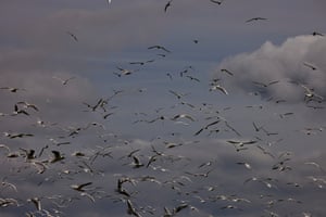 Crowds of gulls flying