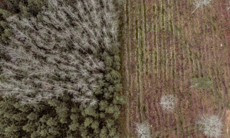 Drone image of forest